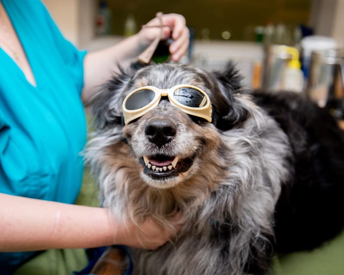 Cold Laser Therapy for Dogs in Stroudsburg