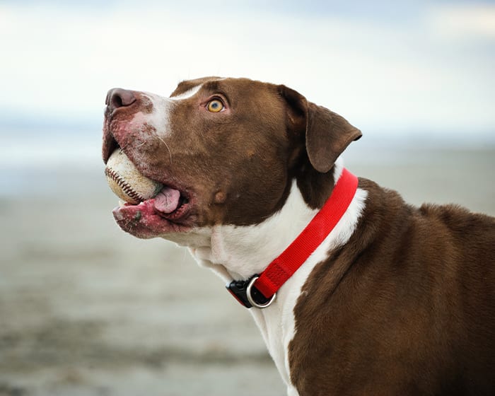 Dog Dentist in Stroudsburg