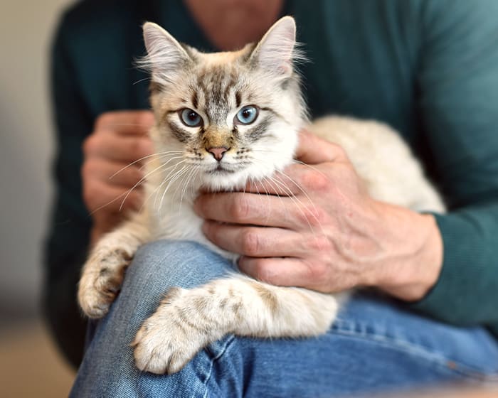 Cat Wellness Exams in Stroudsburg