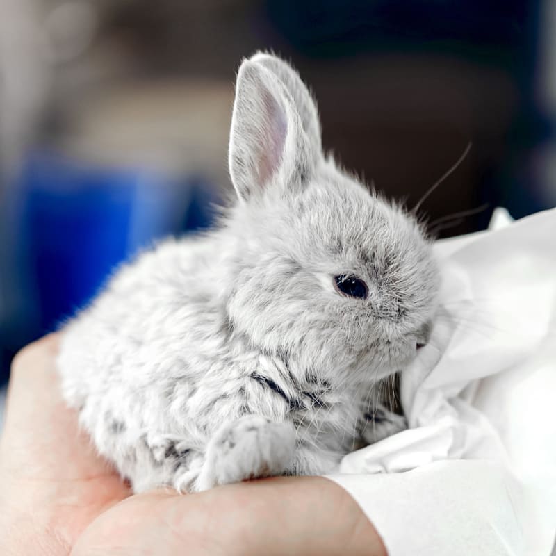 Avian & Exotic Pet Services, Stroudsburg Veterinarians