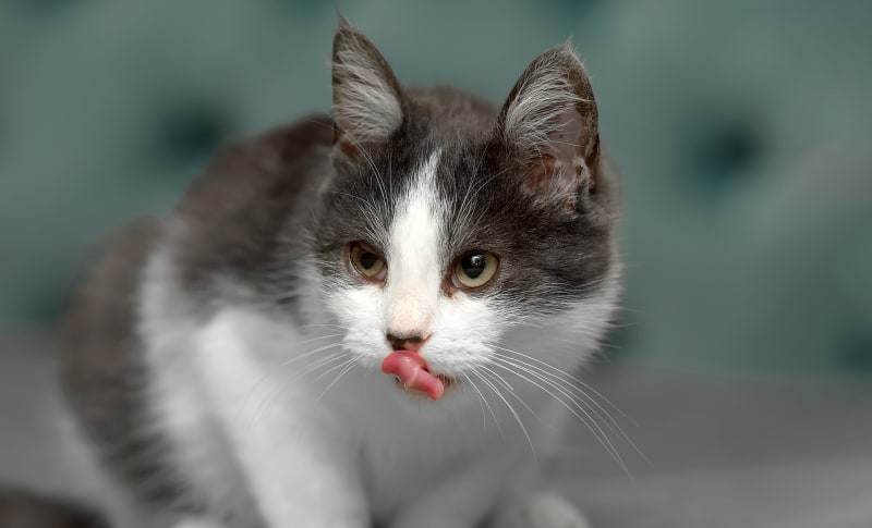 Dental Care, Barton Heights Veterinary Hospital, Stroudsburg Veterinarian