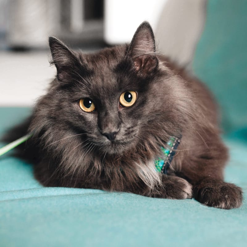 Emergency Veterinary Care, Barton Heights Veterinary Hospital, Stroudsburg Veterinarian