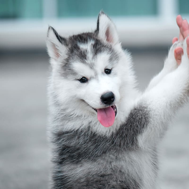 Routine Exams, Barton Heights Veterinary Hospital, Stroudsburg Veterinarian