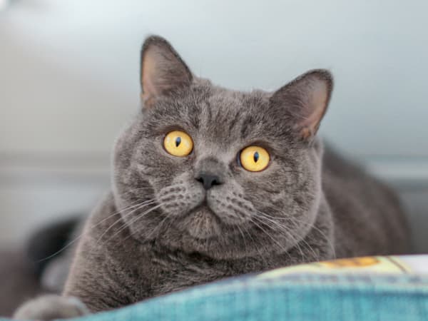 Vaccinations & Parasite Prevention, Barton Heights Veterinary Hospital, Stroudsburg Veterinarian