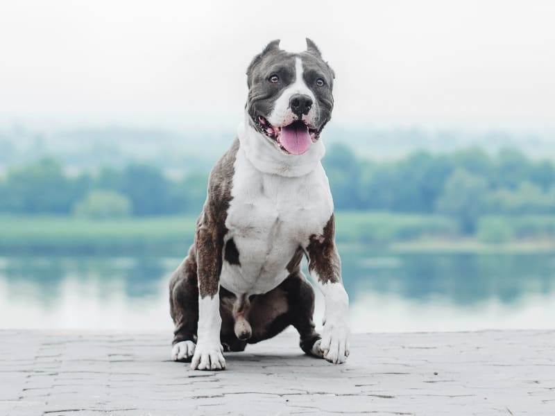 Barton Heights Veterinary Hospital, Stroudsburg Veterinarian