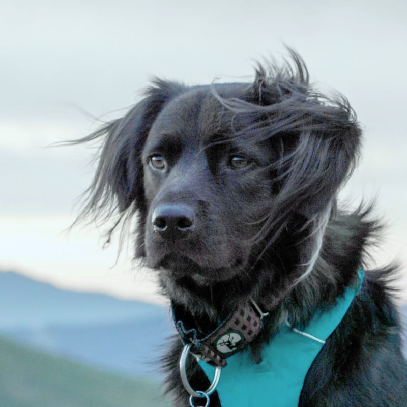 Veterinary Surgery, Barton Heights Veterinary Hospital, Stroudsburg Veterinarian