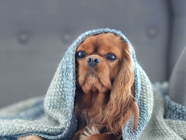 Pet Wellness Plans, Barton Heights Veterinary Hospital, Stroudsburg Veterinarian