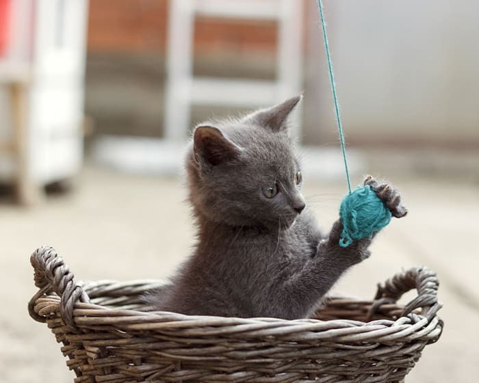 Cat playing after successful surgery, Stroudsburg Vet