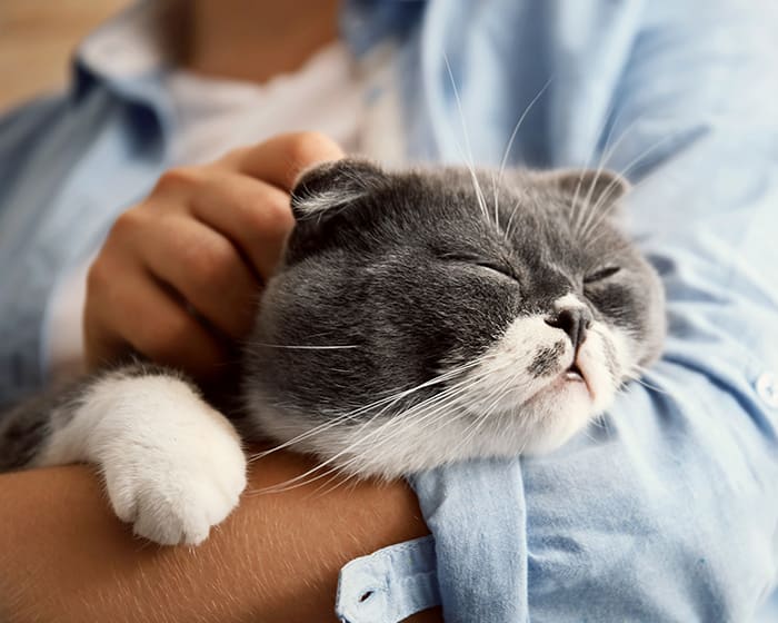 Therapeutic Exercises, Stroudsburg Veterinarians