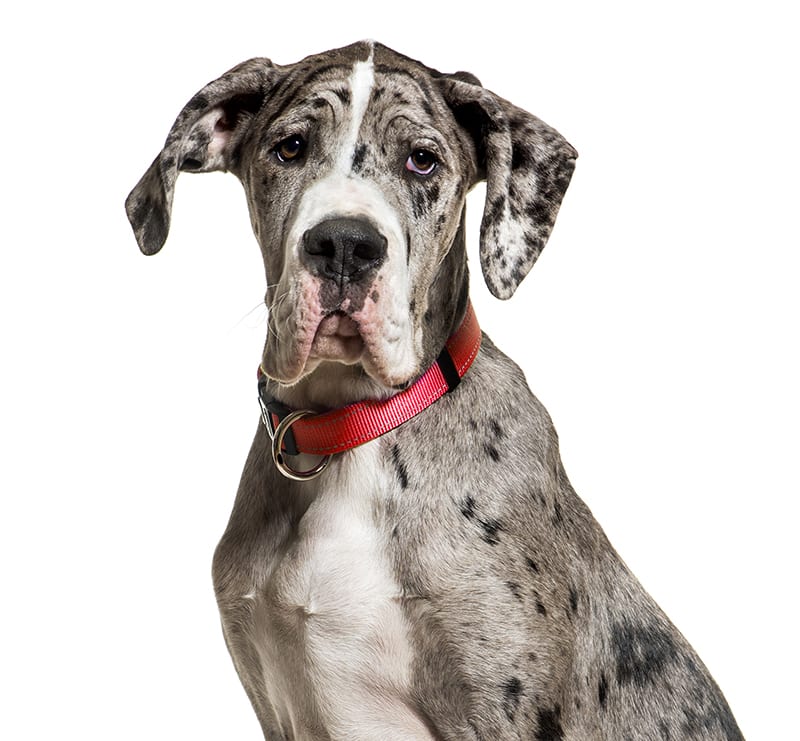 Giant Dogs, Barton Heights Veterinary Hospital