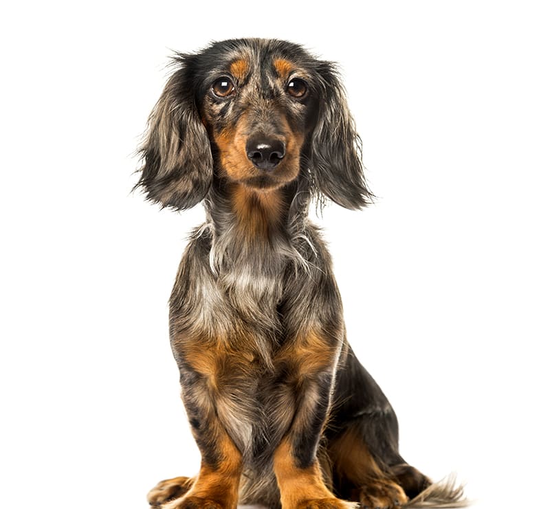 Small Dogs, Barton Heights Veterinary Hospital